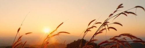 peaceful field breathtaking sunset view