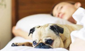 woman sleeping nicely beside little puppy being awake in bedroom