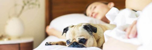 woman sleeping nicely beside little puppy being awake in bedroom