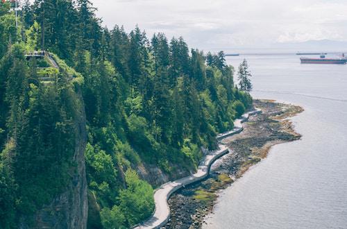 Lakeside forest