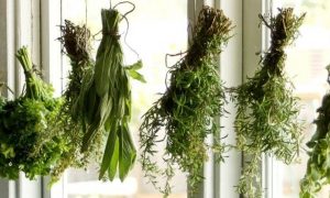 herbs hanging on window