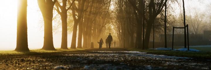 people walk along footpath between trees in sunny sky