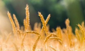 yellow rice tree high in gluten field