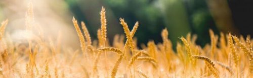 yellow rice tree high in gluten field