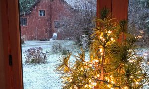 beautiful lights on tree beside snowy area