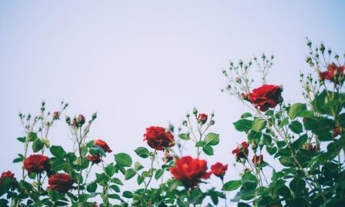 Rose bush