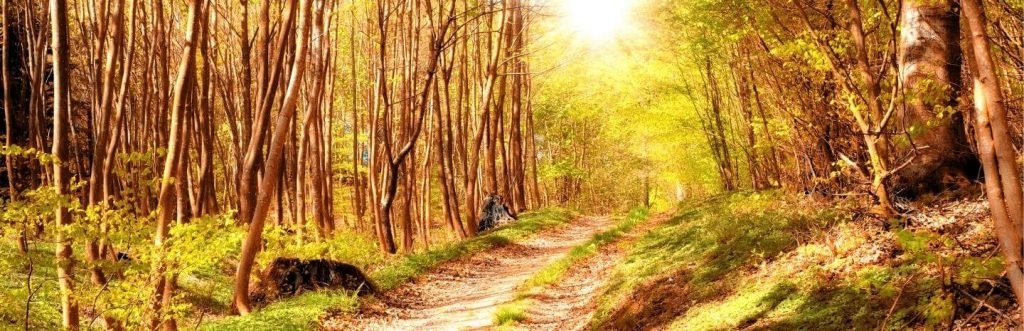 beautiful peaceful green forest full of trees in shiny sky