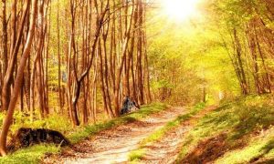 beautiful peaceful green forest full of trees in shiny sky