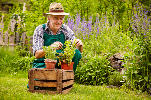 Gardener with seedling in the garden